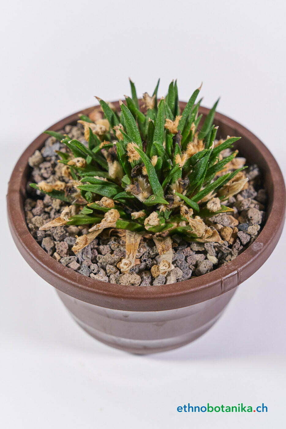 Ariocarpus agavoides san louiensis 01