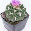 Ariocarpus fisseratus living rock cv Gozilla 01