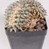 Ariocarpus retusus Nueve Leon 01
