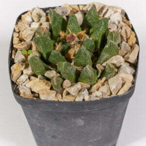 Ariocarpus scaphorostrus 01