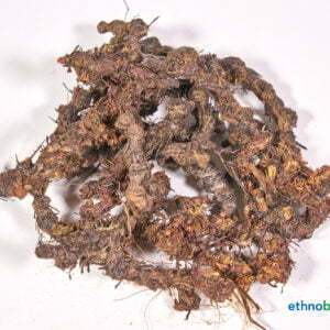 Cyperus articulatus 01