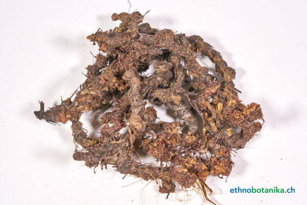 Cyperus articulatus 01