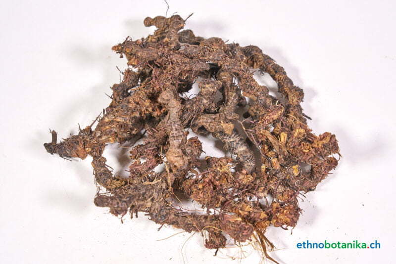 Cyperus articulatus 01