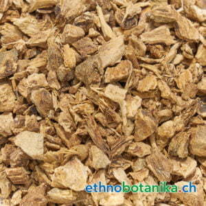 Inula helenium rohstoff 01