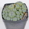 Lophophora caespitosa 01