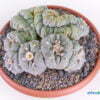 Lophophora diffusa crest 01