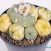 Lophophora diffusa variegata 01