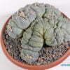 Lophophora diffusa el coyote 01