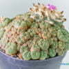 Lophophora jourdaniana 01