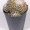 Mammilaria heyderii 01