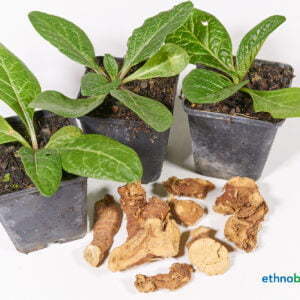 Mandragora officinarum autumnalis 01