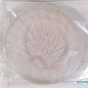 Mycel Petrischale 04