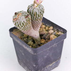 Pelecyphora asseliformis 02