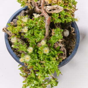 Sceletium tortuosum 05