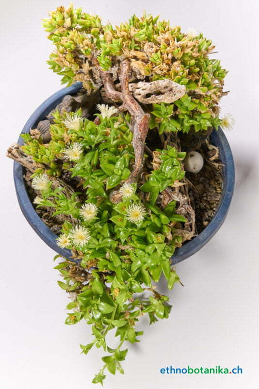 Sceletium tortuosum 05