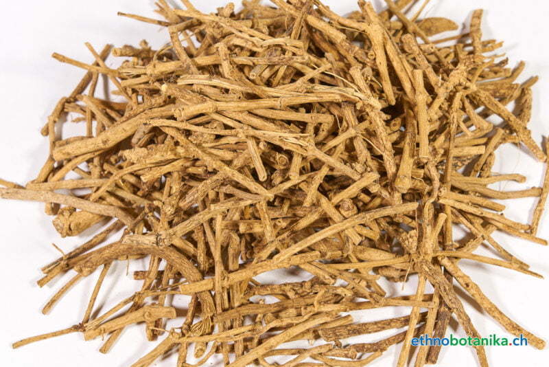 Silene capenensis 01