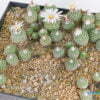 Strombocactus disciformis Plazuela SLP 01