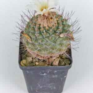 Strombocactus disciformis 03