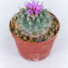 Strombocactus disciformis var pucherimus 01