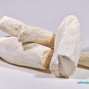 Synaptolepis Kirki 01