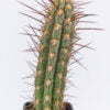 Trichocereus chilensis 01