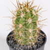 Trichocereus terschekii 01