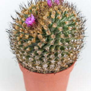 Turbinicarpus alonsoii crest Xichu SLP 02