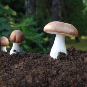 mandelpilz pulver bio agaricus blazei murril bio pilzpulverkapseln 120 stk 2