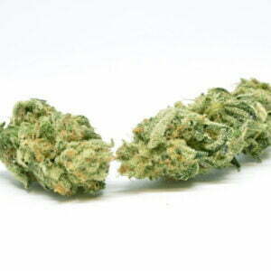 critical sensi star nano nuggs swiss botanic hydrokultur indoor hanfblueten 01