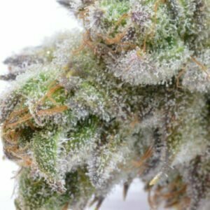 critical sensi star nano nuggs swiss botanic hydrokultur indoor hanfblueten 02