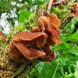 judasohr pulver bio auricularia auricula judae bio pilzpulverkapseln 120 stk 2