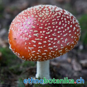 Fliegenpilz Amanita Muscaria 02
