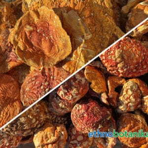 Fliegenpilz Amanita Muscaria 07