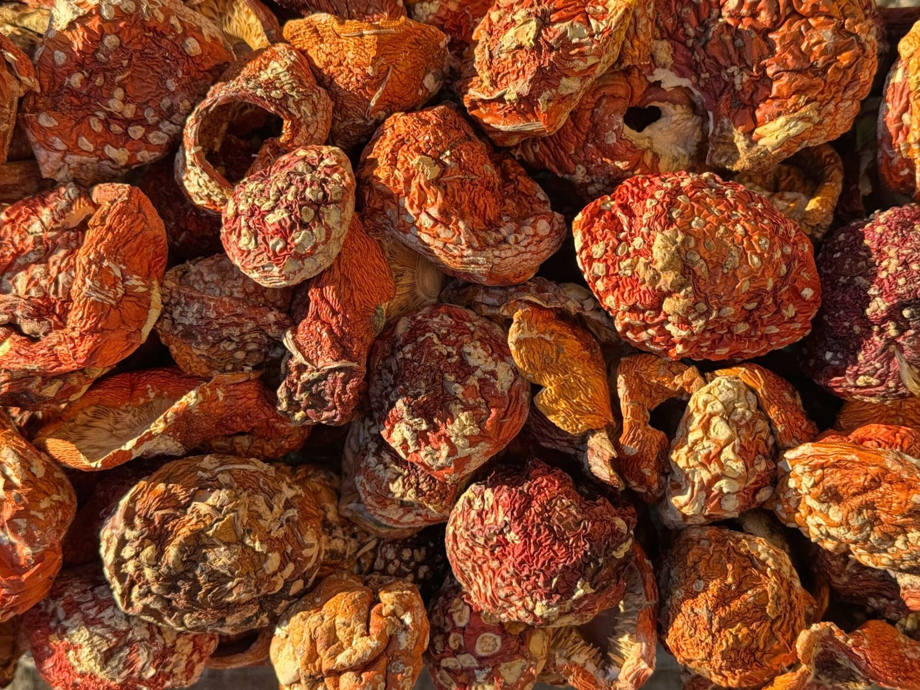 Fliegenpilz Amanita Muscaria 09