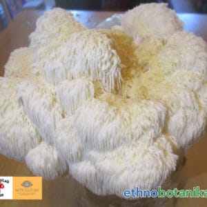 pilzkurs ethnobotanika 2025 02