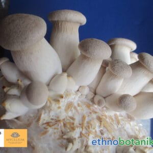 pilzkurs ethnobotanika 2025 03