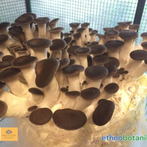 pilzkurs ethnobotanika 2025 04