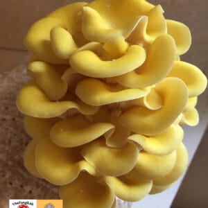 pilzkurs ethnobotanika 2025 05