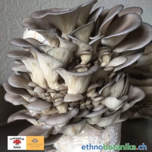 pilzkurs ethnobotanika 2025 06