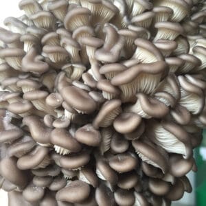 pilzkurs ethnobotanika 2025 07