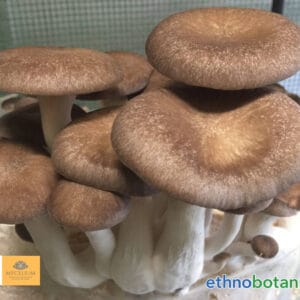 pilzkurs ethnobotanika 2025 08