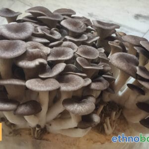 pilzkurs ethnobotanika 2025 10