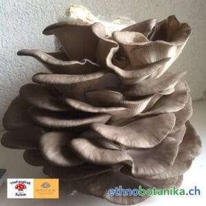 pilzkurs ethnobotanika 2025 11