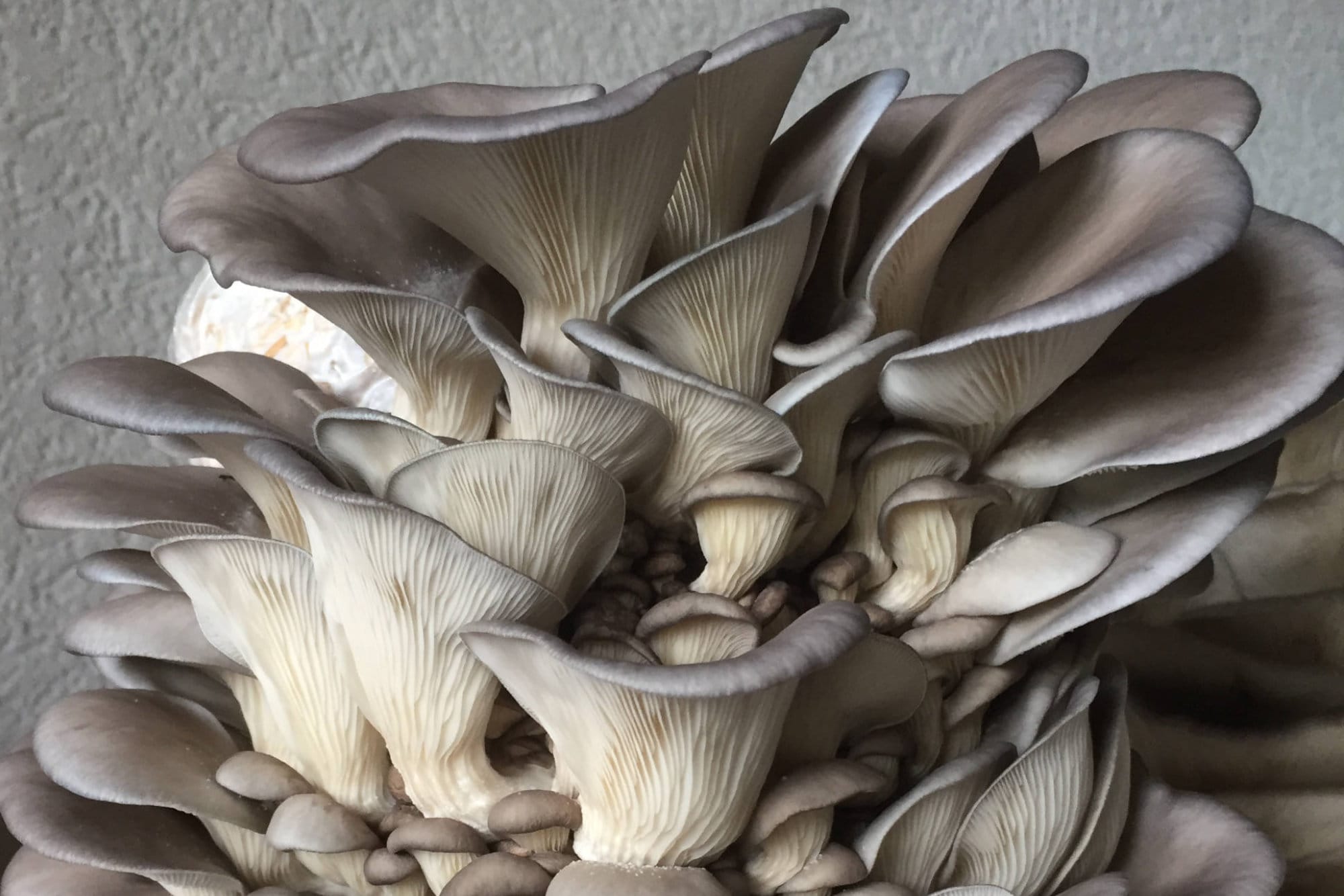 ethnobotanika pilzworkshop grundkurs 2025 01